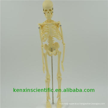Top selling Plastic male 180cm skeleton model
